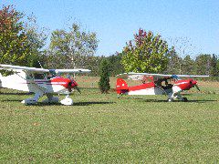 Short wing Pipers...
